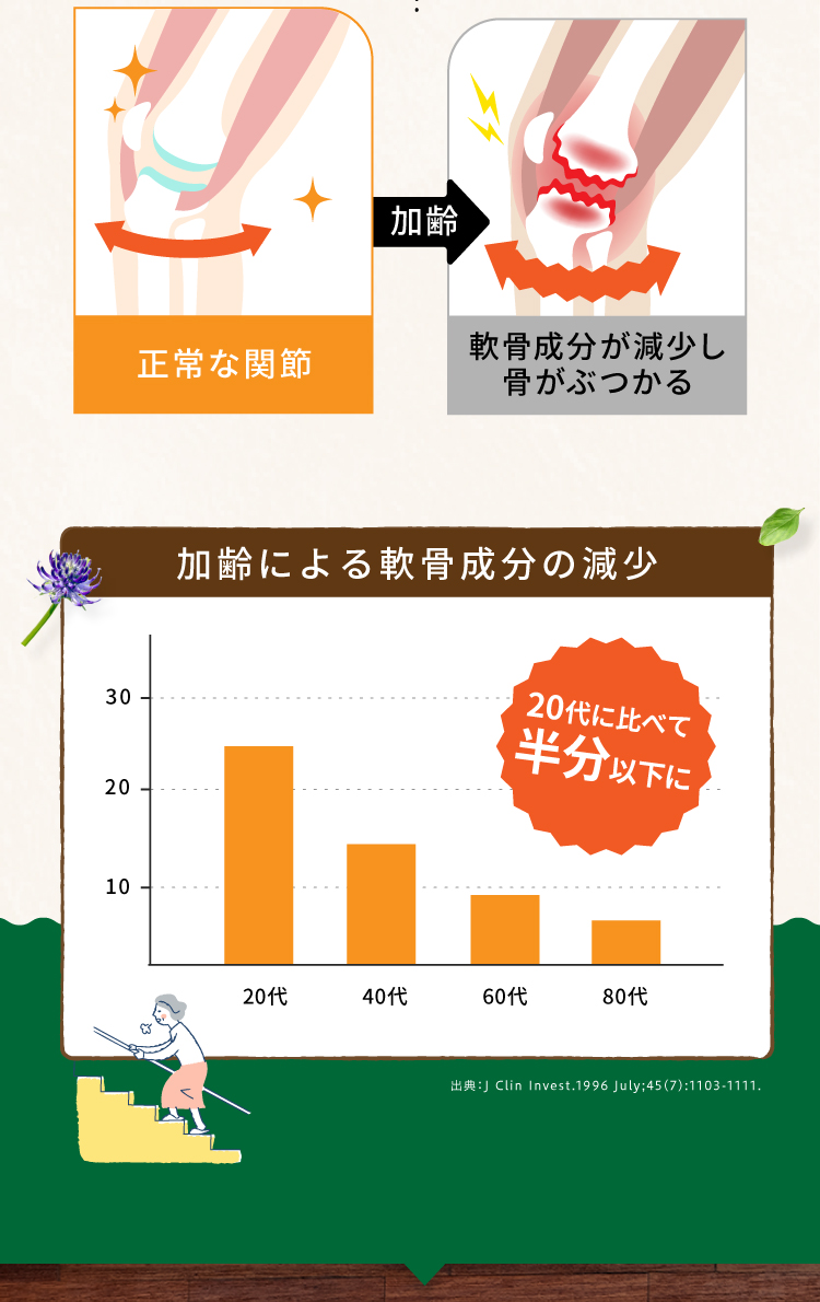 軟骨成分は加齢とともに減少し、20代のころに比べて半分以下になります。