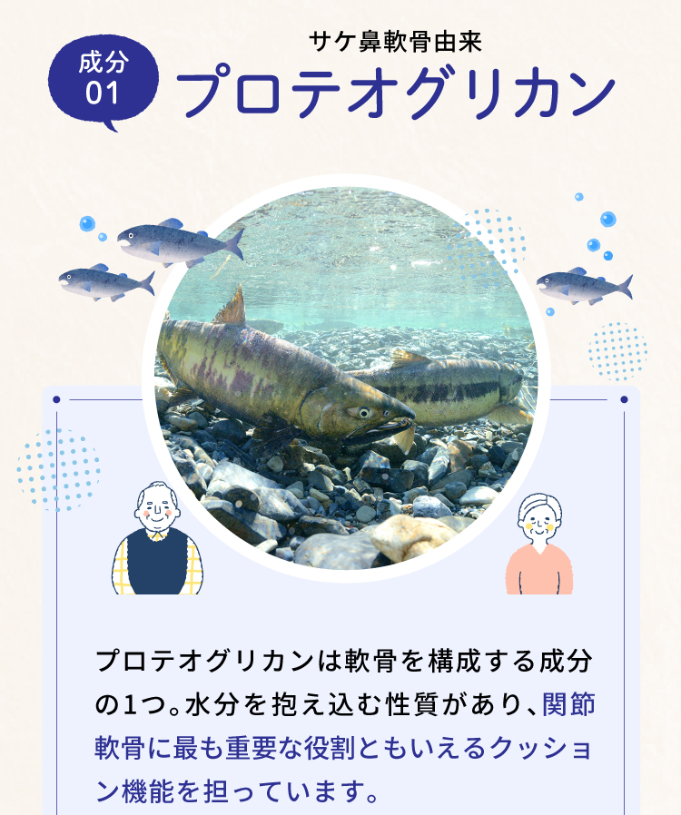 プロテオグリカンは軟骨を構成する成分の1つで軟骨に最も重要な役割ともいえるクッション機能を担っています。
