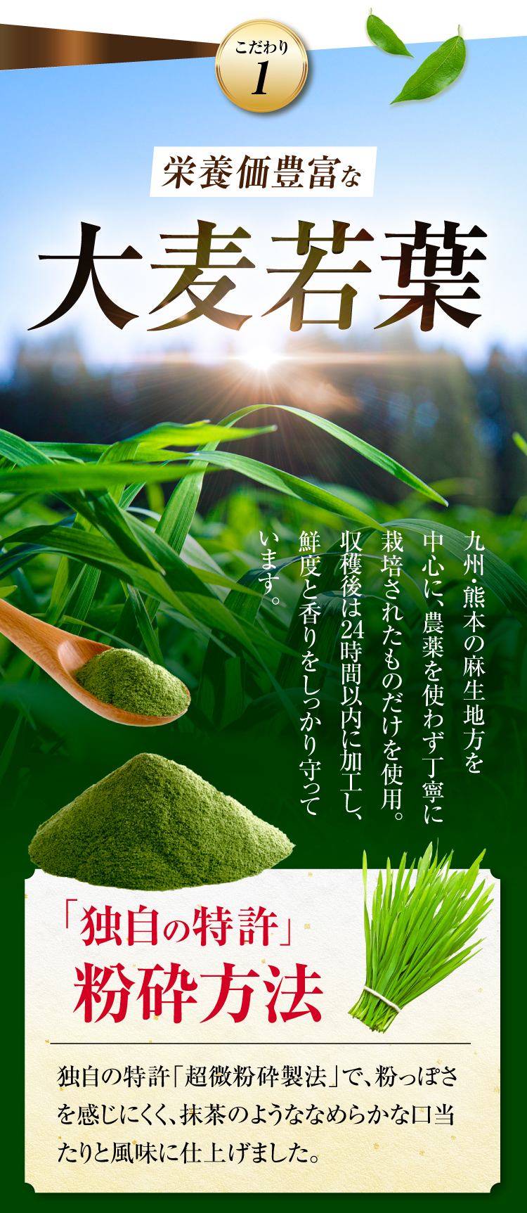 栄養価豊富な大麦若葉