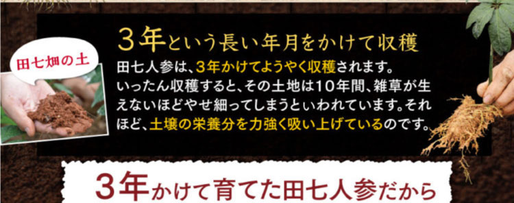 田七人参は3年かけてようやく収穫されます。育てた田七人参だから。