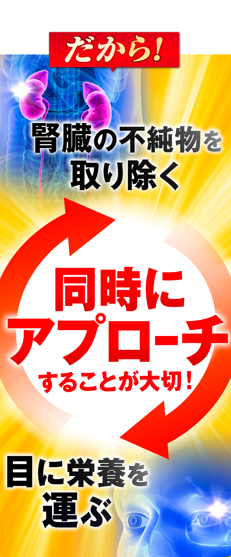 腎臓の不純物を取り除く、目に栄養を運ぶ。この二つに同時にアプローチすることが大切です。