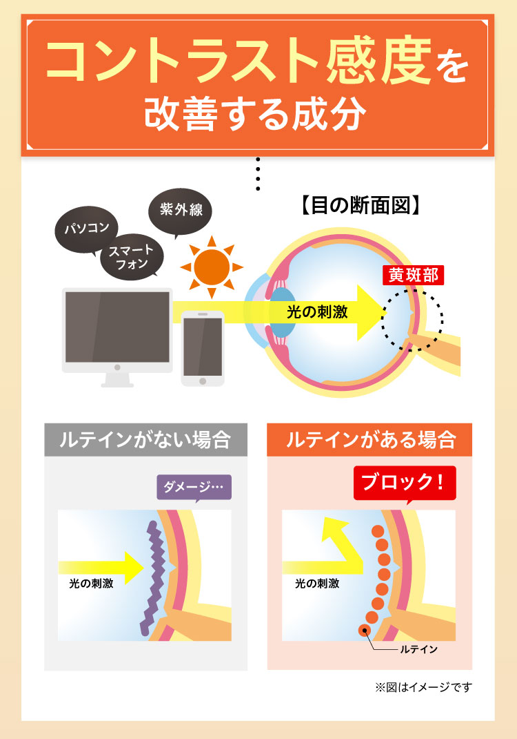 コントラスト感度を改善する成分です。