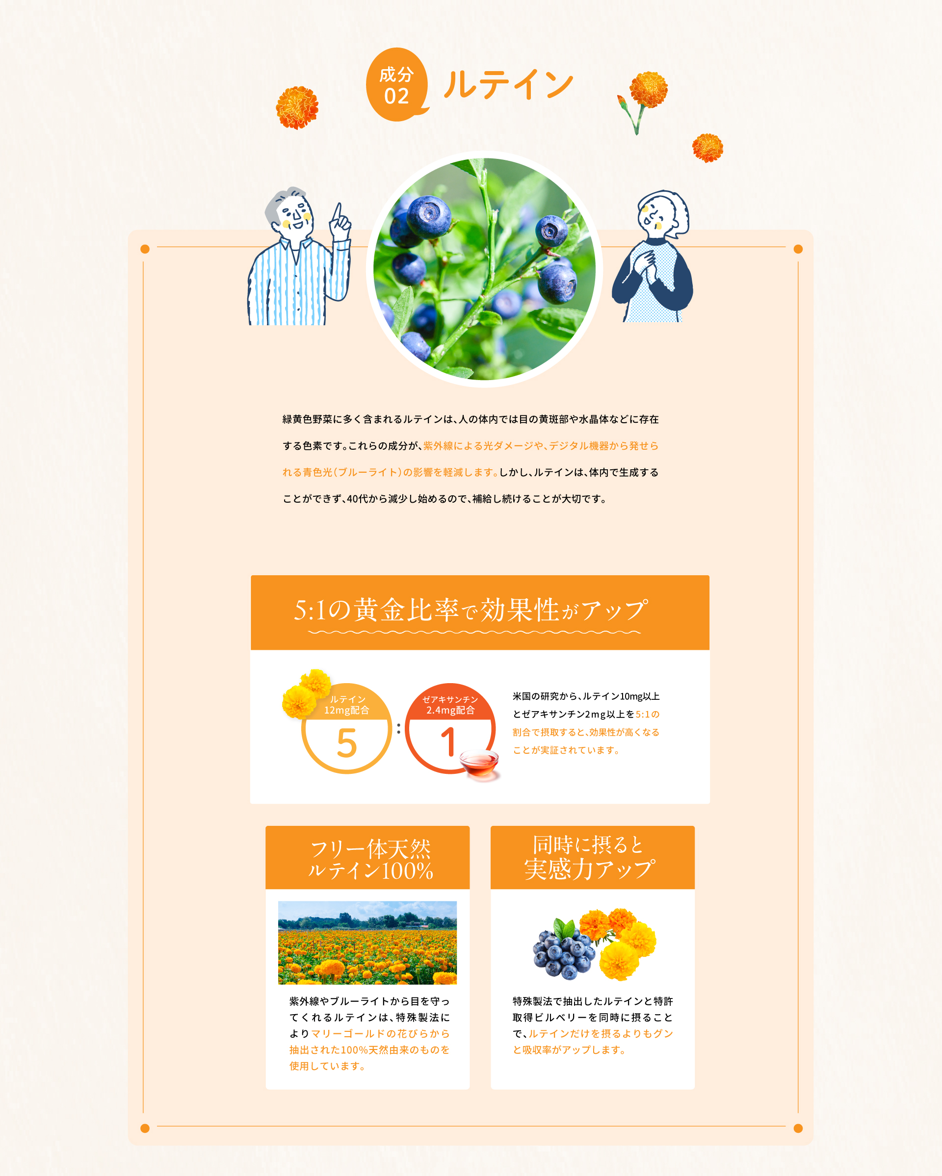 さらにアントシアニンには、眼筋肉の緊張を緩和しピントを調節しやすくするという報告がされています。