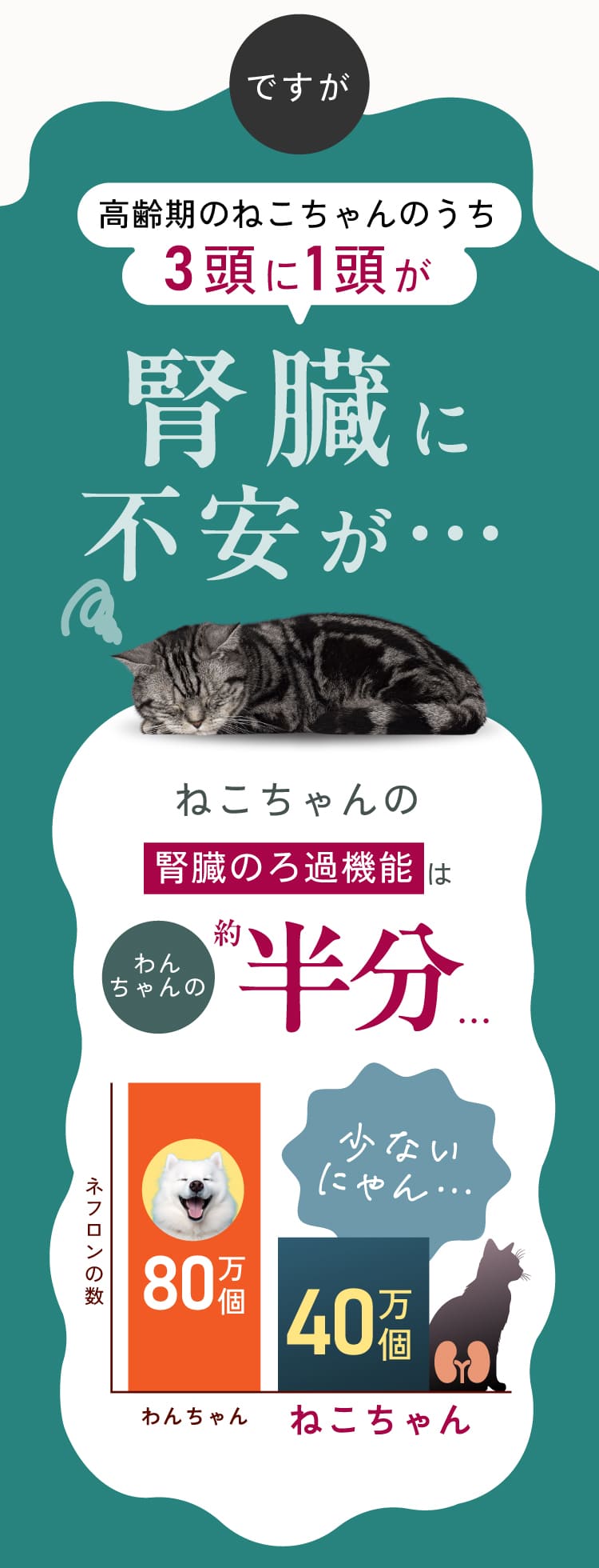 高齢ねこちゃんのうち3頭に1頭は腎臓に不安を抱えている