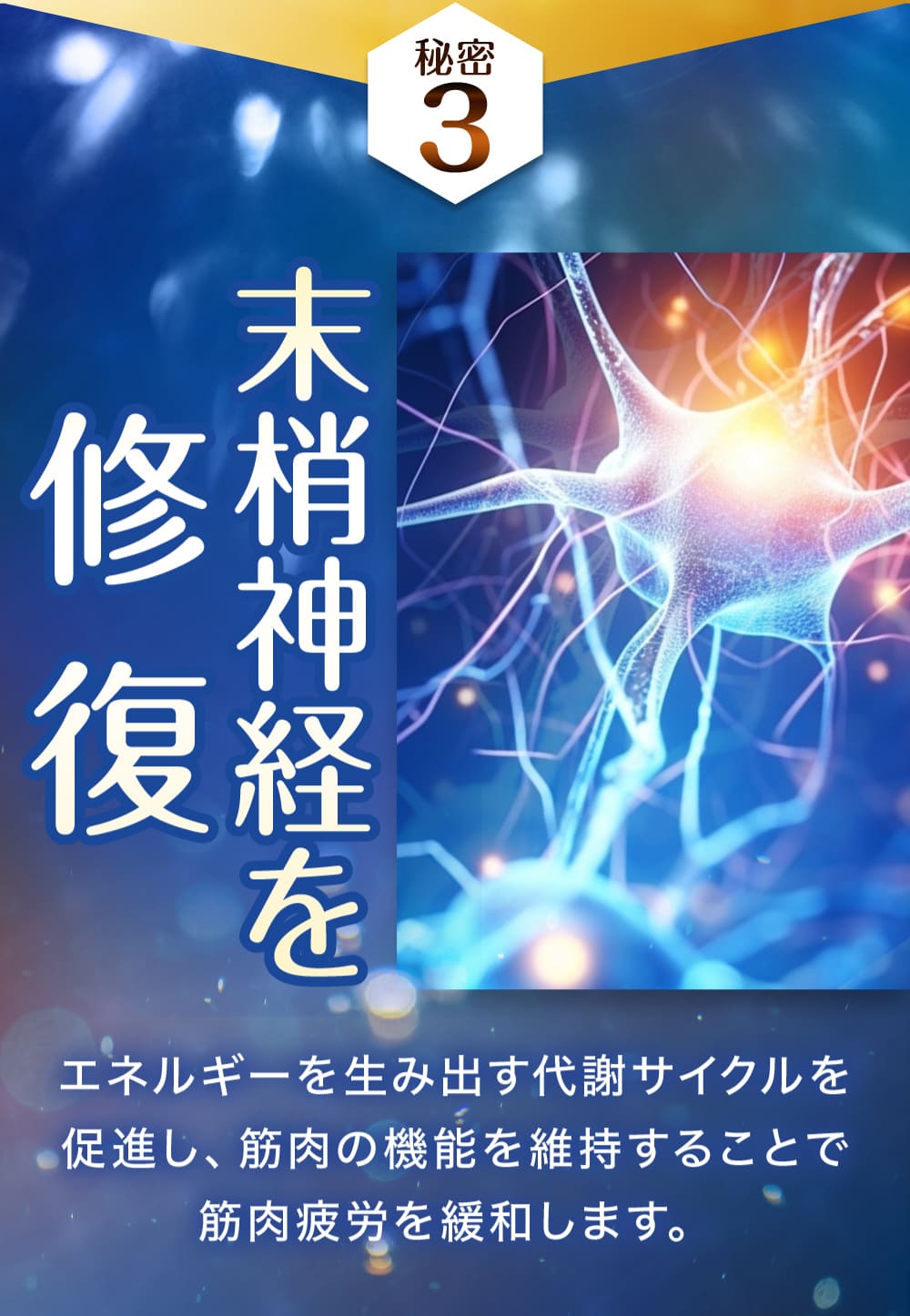 その3.末梢神経を修復。