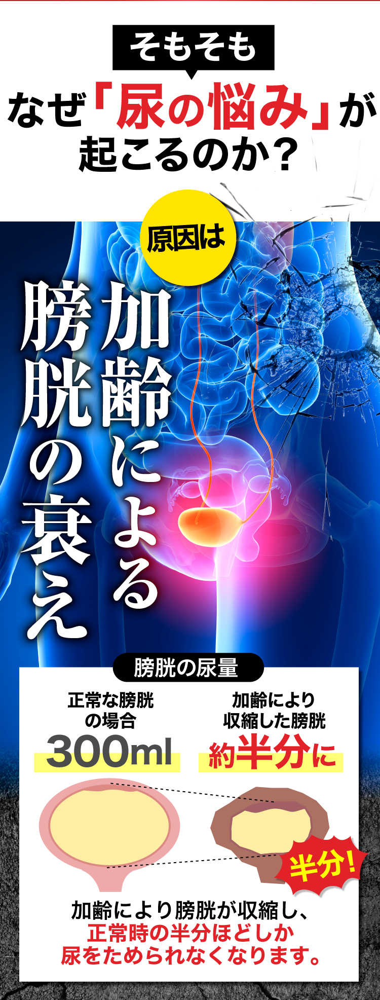 そもそも、なぜ「尿の悩み」が起こるのか？原因は、加齢による膀胱の衰えです。