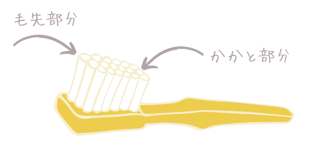 歯ブラシの毛先の位置