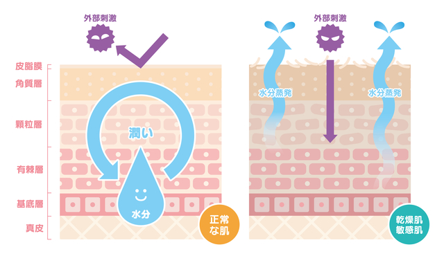 皮脂膜の働き