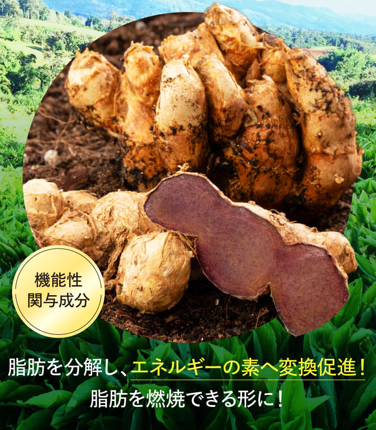 脂肪を分解し、エネルギーの素へ変換促進！脂肪を燃焼できる形に！