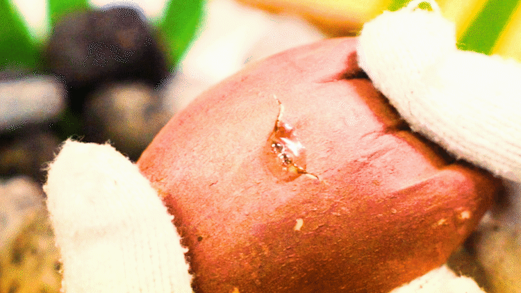 芋を割って蜜があふれる画像