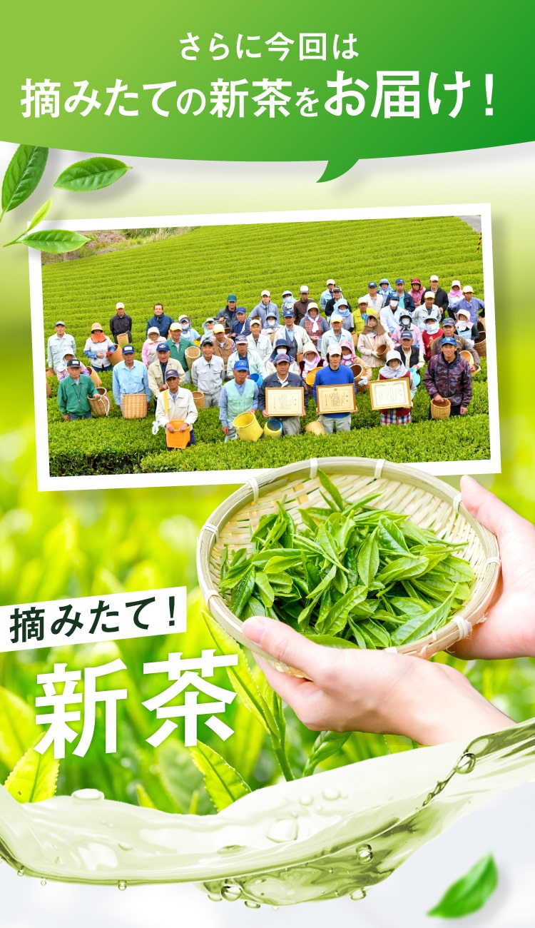 さらに今回は新茶