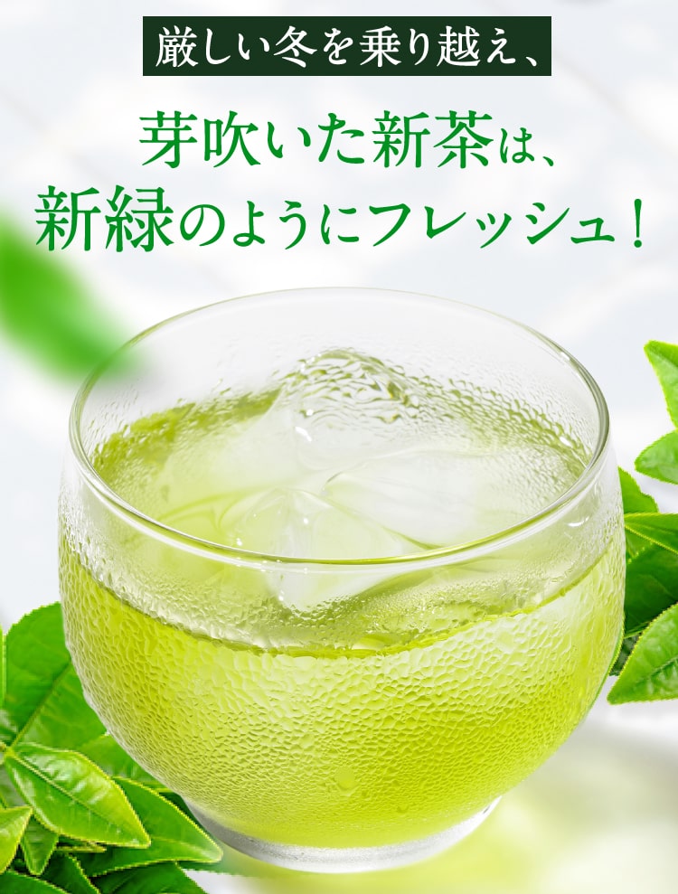 芽吹いた新茶は新緑のようにフレッシュ