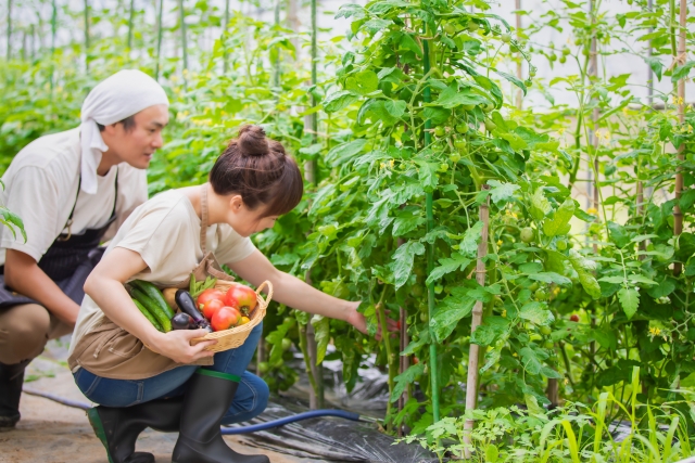 野菜を収穫する女性と男性